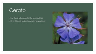 Cerato
• For those who constantly seek advise
• Find it tough to trust one’s inner wisdom
 