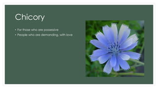 Chicory
• For those who are possessive
• People who are demanding, with love