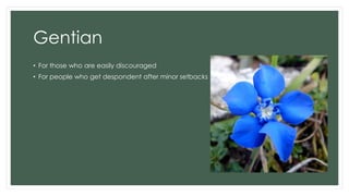 Gentian
• For those who are easily discouraged
• For people who get despondent after minor setbacks