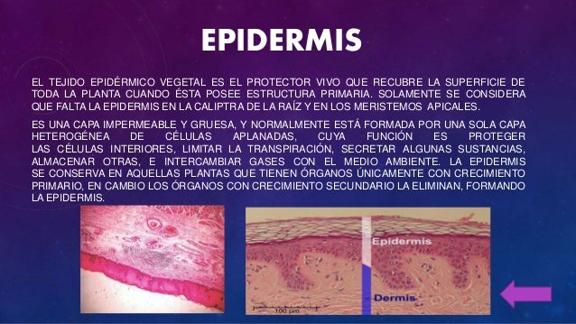 CLASIFICACIÓN DE TEJIDOS