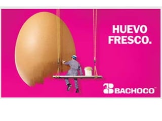 Bachoco