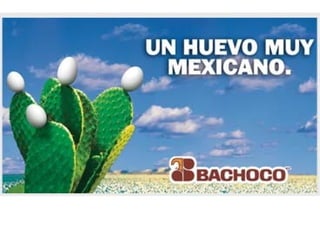 Bachoco