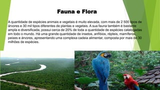 Fauna e Flora
A quantidade de espécies animais e vegetais é muito elevada, com mais de 2 500 tipos de
árvores e 30 mil tipos diferentes de plantas e vegetais. A sua fauna também é bastante
ampla e diversificada, possui cerca de 20% de toda a quantidade de espécies catalogadas
em todo o mundo. Há uma grande quantidade de insetos, anfíbios, répteis, mamíferos,
peixes e árvores, apresentando uma complexa cadeia alimentar, composta por mais de 30
milhões de espécies.
 