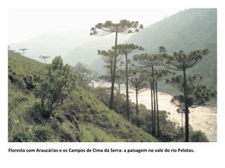 Floresta com Araucárias e os Campos de Cima da Serra: a paisagem no vale do rio Pelotas. 