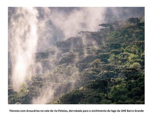 Floresta com Araucárias no vale do rio Pelotas, derrubada para o enchimento do lago da UHE Barra Grande 