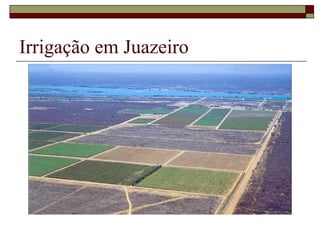 Irrigação em Juazeiro
 