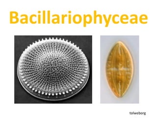 Bacillariophyceae
tolweborg
 