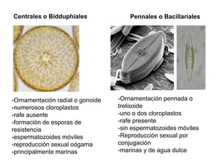 -Ornamentación radial o gonoide
-numerosos cloroplastos
-rafe ausente
-formación de esporas de
resistencia
-espermatozoides móviles
-reproducción sexual oógama
-principalmente marinas
Centrales o Bidduphiales Pennales o Bacillariales
-Ornamentación pennada o
trelisoide
-uno o dos cloroplastos
-rafe presente
-sin espermatozoides móviles
-Reproducción sexual por
conjugación
-marinas y de agua dulce
 