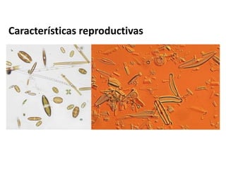 Características reproductivas
 