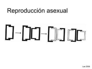 Lee 2008
Reproducción asexual
 