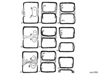 Lee 2008
 