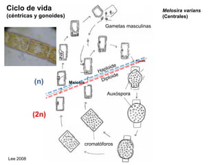 Lee 2008
Melosira varians
(Centrales)
Auxóspora
Meiosis
Gametas masculinas
(2n)
(n)
cromatóforos
Ciclo de vida
(céntricas y gonoides)
 