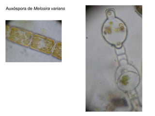 Auxóspora de Melosira varians
 