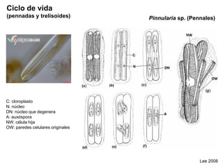 Pinnularia sp. (Pennales)
Lee 2008
Ciclo de vida
(pennadas y trelisoides)
C: cloroplasto
N: núcleo
DN: núcleo que degenera
A: auxóspora
NW: célula hija
OW: paredes celulares originales
 