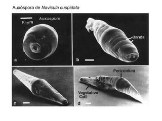 Auxóspora de Navicula cuspidata
 