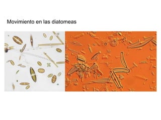 Movimiento en las diatomeas
 