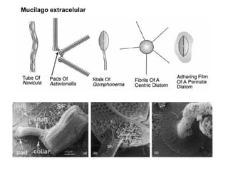 Mucílago extracelular
 