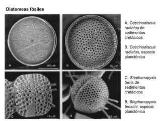 A, Coscinodiscus
radiatus de
sedimentos
cretácicos
B, Coscinodiscus
radiatus, especie
planctónica
C, Stephanopyxis
turris de
sedimentos
cretácicos
B, Stephanopyxis
broschi, especie
planctónica
Diatomeas fósiles
 