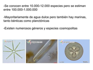 -Se conocen entre 10.000-12.000 especies pero se estiman
entre 100.000-1.000.000
-Mayoritariamente de agua dulce pero también hay marinas,
tanto bénticas como planctónicas
-Existen numerosos géneros y especies cosmopolitas
 