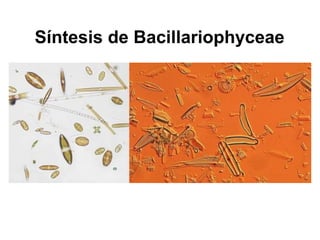 Síntesis de Bacillariophyceae
 
