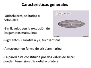 -Pigmentos: Clorofila a y c, fucoxantinas
-Almacenan en forma de crisolaminarina
-La pared está constituida por dos valvas de sílice;
pueden tener simetría radial o bilateral
Características generales
-Unicelulares, solitarias o
coloniales
-Sin flagelos con la excepción de
las gametas masculinas
 