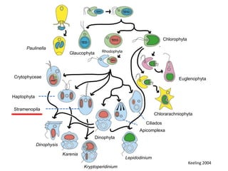 Keeling 2004
Chlorarachniophyta
Lepidodinium
Kryptoperidinium
Karenia
Dinophysis
Crytophyceae
Haptophyta
Stramenopila
Euglenophyta
Chlorophyta
Rhodophyta
Dinophyta
Glaucophyta
Paulinella
Apicomplexa
Ciliados
 