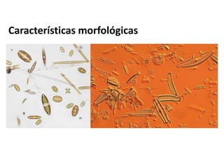 Características morfológicas
 