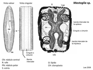 Mastoglia sp.
CN: nódulo central
R: rafe
PN: nódulo polar
S: estría
Vista valvar Vista cingular
O: lípido
CH: cloroplasto
Lee 2008
banda intercalar de
la epiteca
banda intercalar de
la hipoteca
Cíngulo o cinturón
Cíngulo o
cinturón
Banda
intercalar
rafe
 