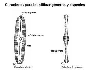 Pinnularia viridis Tabellaria fenestrata
nódulo polar
Caracteres para identificar géneros y especies
nódulo central
rafe
pseudorafe
 
