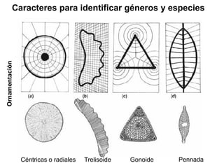 Céntricas o radiales Trelisoide Gonoide Pennada
OrnamentaciónCaracteres para identificar géneros y especies
 