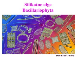 Silikatne alge
Bacillariophyta
Damnjanović Ivana
 