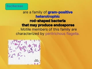 are a family of
. Motile members of this family are
characterized by peritrichous flagella.
Bacillaceae
 