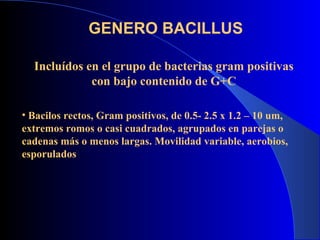 GENERO BACILLUS

  Incluídos en el grupo de bacterias gram positivas
             con bajo contenido de G+C

• Bacilos rectos, Gram positivos, de 0.5- 2.5 x 1.2 – 10 um,
extremos romos o casi cuadrados, agrupados en parejas o
cadenas más o menos largas. Movilidad variable, aerobios,
esporulados
 
