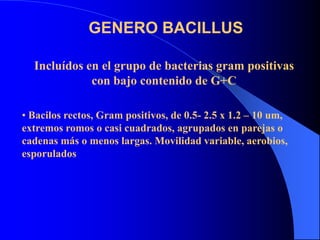 GENERO BACILLUS
Incluídos en el grupo de bacterias gram positivas
con bajo contenido de G+C
• Bacilos rectos, Gram positivos, de 0.5- 2.5 x 1.2 – 10 um,
extremos romos o casi cuadrados, agrupados en parejas o
cadenas más o menos largas. Movilidad variable, aerobios,
esporulados
 