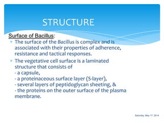The surface of the Bacillus is complex and is
associated with their properties of adherence,
resistance and tactical responses.
The vegetative cell surface is a laminated
structure that consists of
- a capsule,
- a proteinaceous surface layer (S-layer),
- several layers of peptidoglycan sheeting, &
- the proteins on the outer surface of the plasma
membrane.
STRUCTURE
Surface of Bacillus:
Saturday, May 17, 2014
 