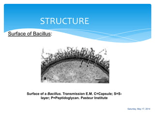 STRUCTURE
Surface of Bacillus:
Surface of a Bacillus. Transmission E.M. C=Capsule; S=S-
layer; P=Peptidoglycan. Pasteur Institute
Saturday, May 17, 2014
 