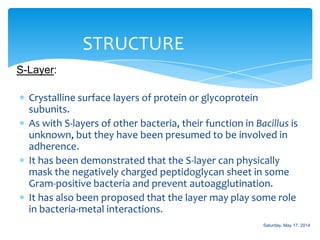 Crystalline surface layers of protein or glycoprotein
subunits.
As with S-layers of other bacteria, their function in Bacillus is
unknown, but they have been presumed to be involved in
adherence.
It has been demonstrated that the S-layer can physically
mask the negatively charged peptidoglycan sheet in some
Gram-positive bacteria and prevent autoagglutination.
It has also been proposed that the layer may play some role
in bacteria-metal interactions.
STRUCTURE
S-Layer:
Saturday, May 17, 2014
 
