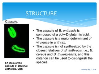 STRUCTURE
Capsule:
FA stain of the
capsule of Bacillus
anthracis. CDC
• The capsule of B. anthracis is
composed of a poly-D-glutamic acid.
• The capsule is a major determinant of
virulence in anthrax.
• The capsule is not synthesized by the
closest relatives of B. anthracis, i.e., B.
cereus and B. thuringiensis, and this
criterion can be used to distinguish the
species.
Saturday, May 17, 2014
 