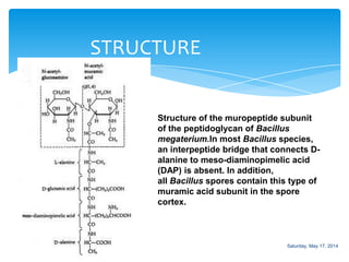 STRUCTURE
Structure of the muropeptide subunit
of the peptidoglycan of Bacillus
megaterium.In most Bacillus species,
an interpeptide bridge that connects D-
alanine to meso-diaminopimelic acid
(DAP) is absent. In addition,
all Bacillus spores contain this type of
muramic acid subunit in the spore
cortex.
Saturday, May 17, 2014
 