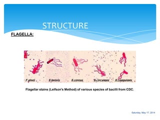 STRUCTURE
FLAGELLA:
Flagellar stains (Leifson's Method) of various species of bacilli from CDC.
Saturday, May 17, 2014
 