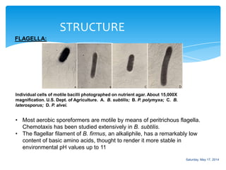 STRUCTURE
FLAGELLA:
Individual cells of motile bacilli photographed on nutrient agar. About 15,000X
magnification. U.S. Dept. of Agriculture. A. B. subtilis; B. P. polymyxa; C. B.
laterosporus; D. P. alvei.
• Most aerobic sporeformers are motile by means of peritrichous flagella.
Chemotaxis has been studied extensively in B. subtilis.
• The flagellar filament of B. firmus, an alkaliphile, has a remarkably low
content of basic amino acids, thought to render it more stable in
environmental pH values up to 11
Saturday, May 17, 2014
 