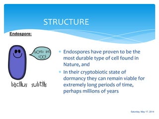 Endospores have proven to be the
most durable type of cell found in
Nature, and
In their cryptobiotic state of
dormancy they can remain viable for
extremely long periods of time,
perhaps millions of years
STRUCTURE
Endospore:
Saturday, May 17, 2014
 