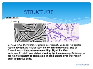 STRUCTURE
Endospore:
Staining:
Left. Bacillus thuringiensis phase micrograph. Endospores can be
readily recognized microscopically by their intracellular site of
formation and their extreme refractility. Right. Bacillus
anthracis Crystal violet stain viewed by light microscopy. Endospores
are highly resistant to application of basic aniline dyes that readily
stain vegetative cells.
Saturday, May 17, 2014
 