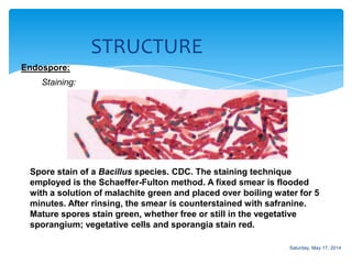 STRUCTURE
Endospore:
Staining:
Spore stain of a Bacillus species. CDC. The staining technique
employed is the Schaeffer-Fulton method. A fixed smear is flooded
with a solution of malachite green and placed over boiling water for 5
minutes. After rinsing, the smear is counterstained with safranine.
Mature spores stain green, whether free or still in the vegetative
sporangium; vegetative cells and sporangia stain red.
Saturday, May 17, 2014
 