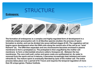 STRUCTUREEndospore:
The formation of endospores is a complex and highly-regulated form of development in a
relatively simple (procaryotic) cell. In all Bacillus species studied, the process of spore
formation is similar, and can be divided into seven defined stages (0-VI). The vegetative cell (a)
begins spore development when the DNA coils along the central axis of the cell as an "axial
filament" (b). The DNA then separates and one chromosome becomes enclosed in plasma
membrane to form a protoplast (c). The protoplast is then engulfed by the mother cell
membrane to form a intermediate structure called a forespore (d) . Between the two
membranes, The core (cell) wall, cortex and spore coats are synthesized (e). As water is
removed from the spore and as it matures, it becomes increasingly heat resistant and more
refractile (f). The mature spore is eventually liberated by lysis of the mother cell. The entire
process takes place over a period of 6-7 hours and requires the temporal regulation of more
than 50 unique genes. Pasteur Institute.
Saturday, May 17, 2014
 