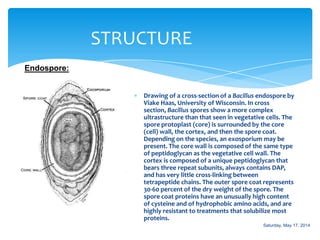 STRUCTURE
Endospore:
Drawing of a cross-section of a Bacillus endospore by
Viake Haas, University of Wisconsin. In cross
section, Bacillus spores show a more complex
ultrastructure than that seen in vegetative cells. The
spore protoplast (core) is surrounded by the core
(cell) wall, the cortex, and then the spore coat.
Depending on the species, an exosporium may be
present. The core wall is composed of the same type
of peptidoglycan as the vegetative cell wall. The
cortex is composed of a unique peptidoglycan that
bears three repeat subunits, always contains DAP,
and has very little cross-linking between
tetrapeptide chains. The outer spore coat represents
30-60 percent of the dry weight of the spore. The
spore coat proteins have an unusually high content
of cysteine and of hydrophobic amino acids, and are
highly resistant to treatments that solubilize most
proteins.
Saturday, May 17, 2014
 