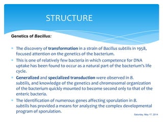 The discovery of transformation in a strain of Bacillus subtilis in 1958,
focused attention on the genetics of the bacterium.
This is one of relatively few bacteria in which competence for DNA
uptake has been found to occur as a natural part of the bacterium's life
cycle.
Generalized and specialized transduction were observed in B.
subtilis, and knowledge of the genetics and chromosomal organization
of the bacterium quickly mounted to become second only to that of the
enteric bacteria.
The identification of numerous genes affecting sporulation in B.
subtilis has provided a means for analyzing the complex developmental
program of sporulation.
STRUCTURE
Genetics of Bacillus:
Saturday, May 17, 2014
 
