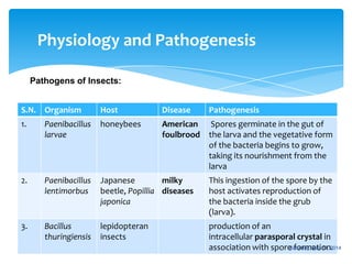 Physiology and Pathogenesis
Pathogens of Insects:
S.N. Organism Host Disease Pathogenesis
1. Paenibacillus
larvae
honeybees American
foulbrood
Spores germinate in the gut of
the larva and the vegetative form
of the bacteria begins to grow,
taking its nourishment from the
larva
2. Paenibacillus
lentimorbus
Japanese
beetle, Popillia
japonica
milky
diseases
This ingestion of the spore by the
host activates reproduction of
the bacteria inside the grub
(larva).
3. Bacillus
thuringiensis
lepidopteran
insects
production of an
intracellular parasporal crystal in
association with spore formation.Saturday, May 17, 2014
 
