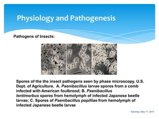 Physiology and Pathogenesis
Pathogens of Insects:
Spores of the the insect pathogens seen by phase microscopy. U.S.
Dept. of Agriculture. A. Paenibacillus larvae spores from a comb
infected with American foulbrood; B. Paenibacillus
lentimorbus spores from hemolymph of infected Japanese beetle
larvae; C. Spores of Paenibacillus popilliae from hemolymph of
infected Japanese beetle larvae
Saturday, May 17, 2014
 