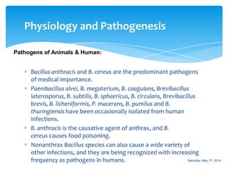 Physiology and Pathogenesis
Pathogens of Animals & Human:
Bacillus anthracis and B. cereus are the predominant pathogens
of medical importance.
Paenibacillus alvei, B. megaterium, B. coagulans, Brevibacillus
laterosporus, B. subtilis, B. sphaericus, B. circulans, Brevibacillus
brevis, B. licheniformis, P. macerans, B. pumilus and B.
thuringiensis have been occasionally isolated from human
infections.
B. anthracis is the causative agent of anthrax, and B.
cereus causes food poisoning.
Nonanthrax Bacillus species can also cause a wide variety of
other infections, and they are being recognized with increasing
frequency as pathogens in humans. Saturday, May 17, 2014
 
